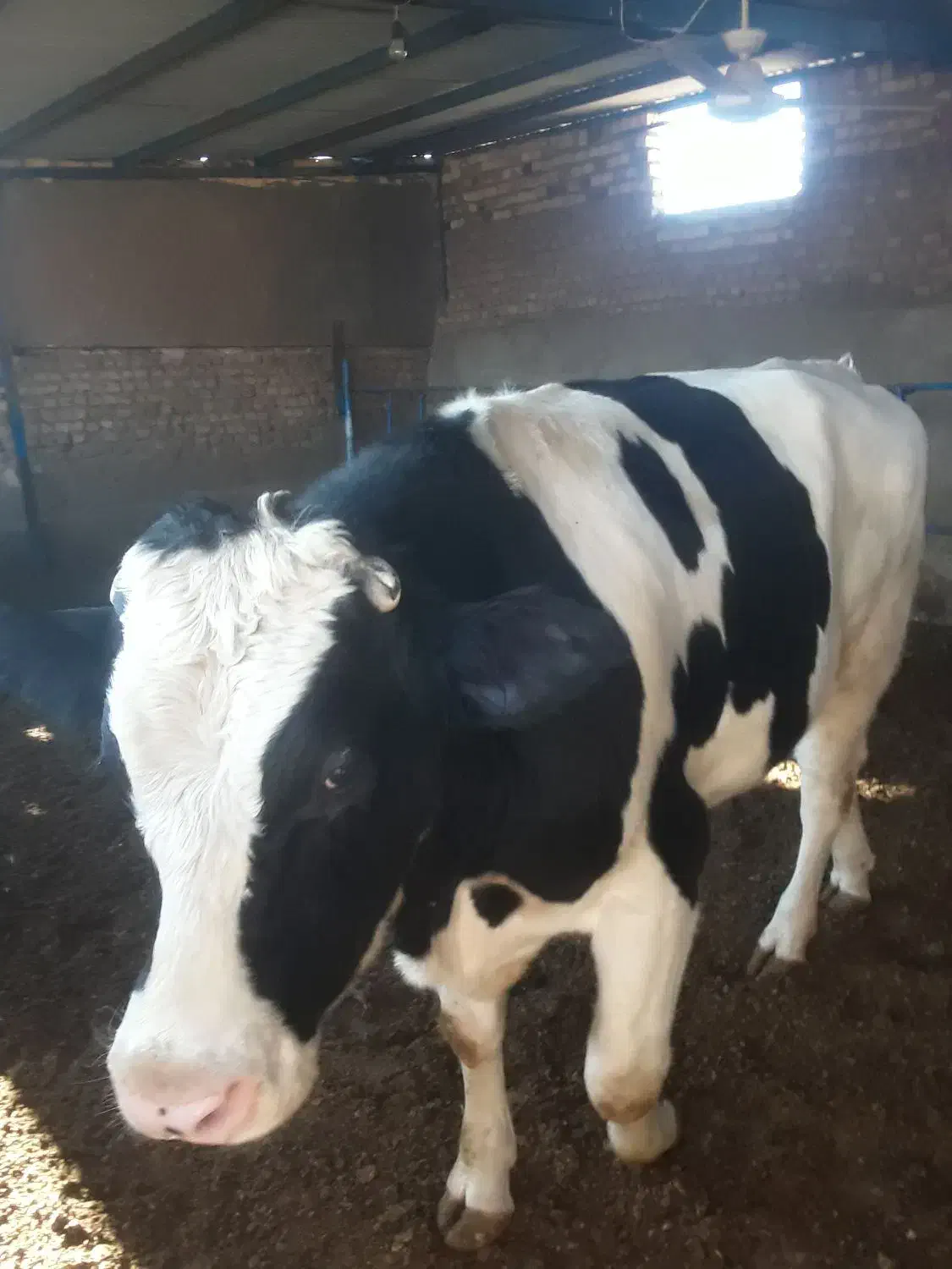 جوانه گاو گوساله|حیوانات مزرعه|نیشابور, رحمت آباد|دیوار