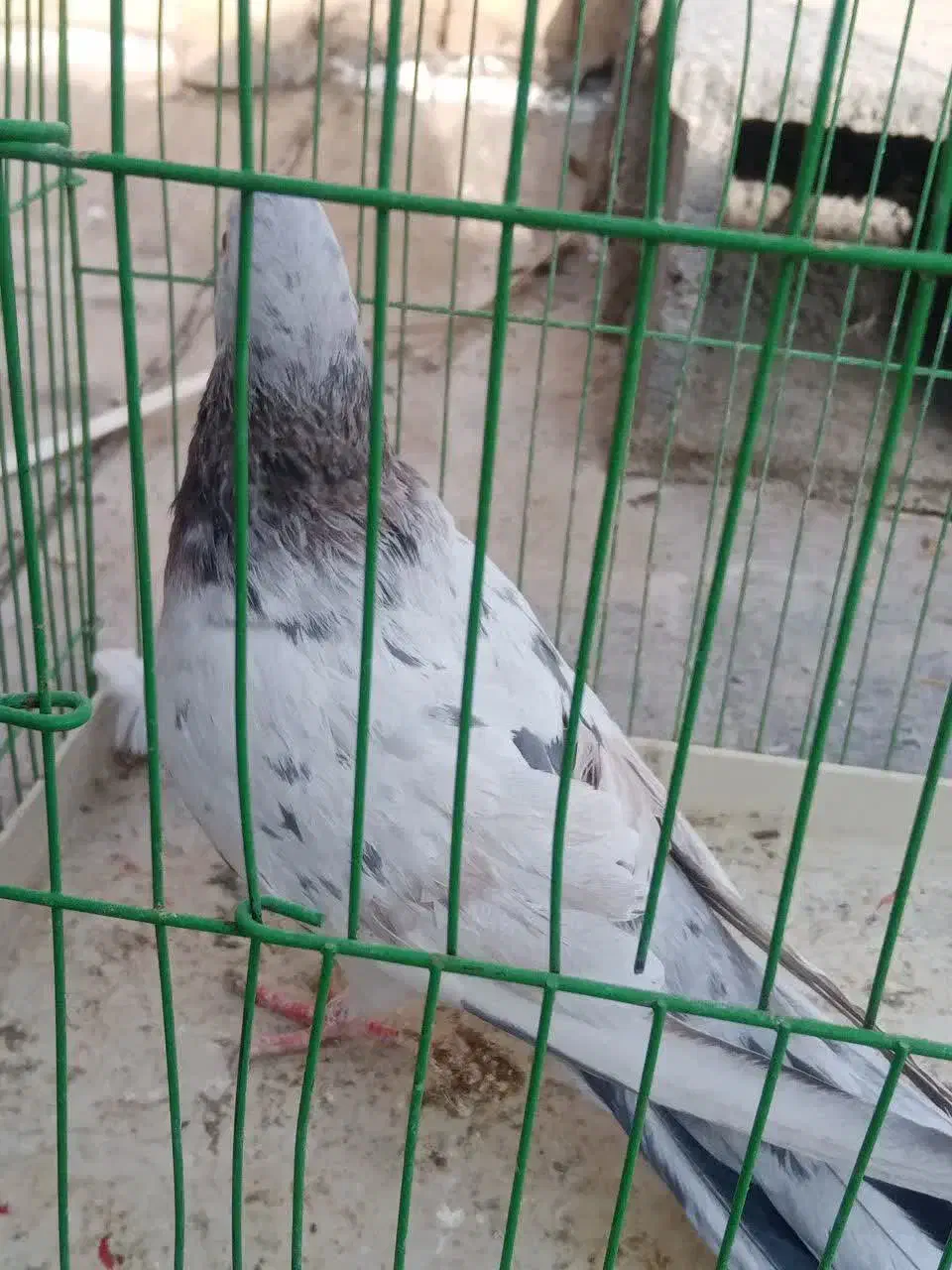 کبوتر پرشی سرور ماده|پرنده|مبارکه, |دیوار