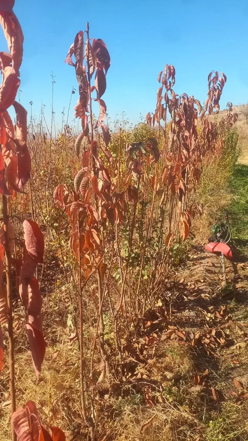 نهال|خدمات باغبانی و درختکاری|نیشابور, فضل|دیوار