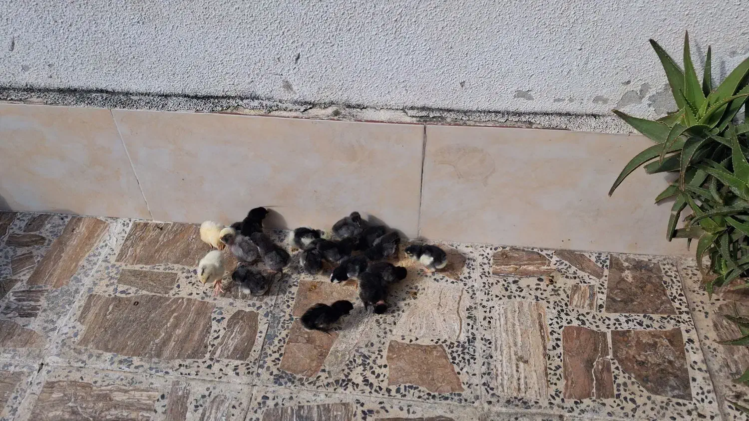 گلین لری|حیوانات مزرعه|رشت, امین الضرب|دیوار