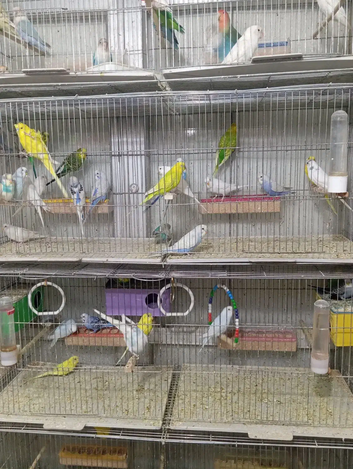 مرغ عشق انواع رنگ ها|پرنده|تبریز, |دیوار