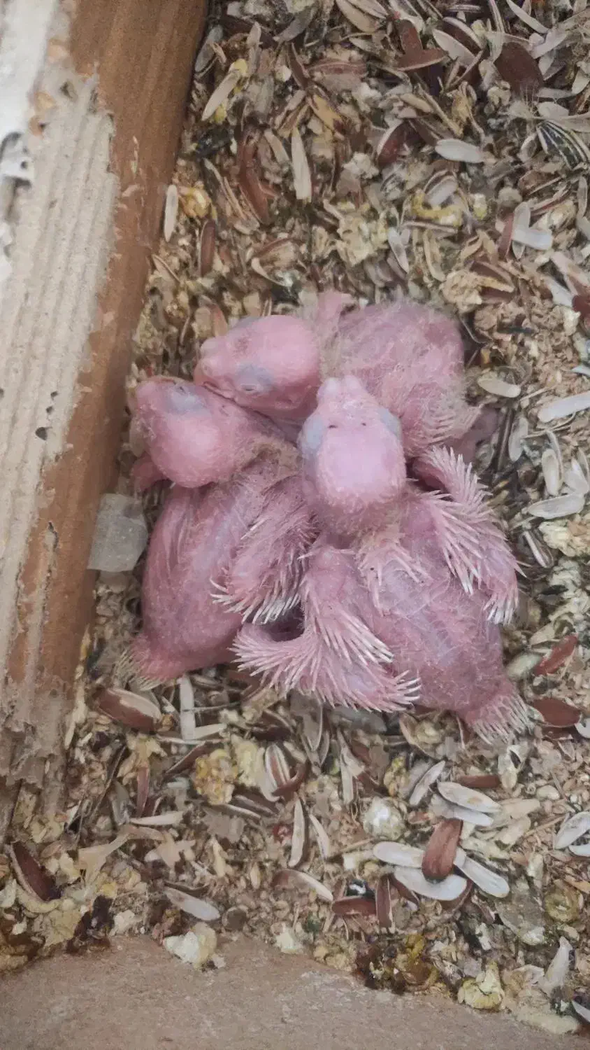 گمشده عروس هلندی|حیوانات|ایلام, |دیوار