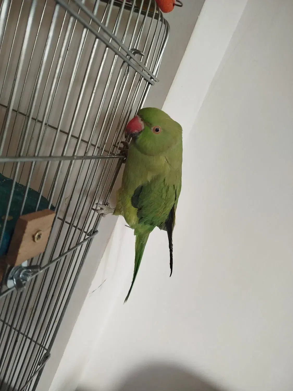 طوطی ملنگو همراه قفس|پرنده|همدان, |دیوار