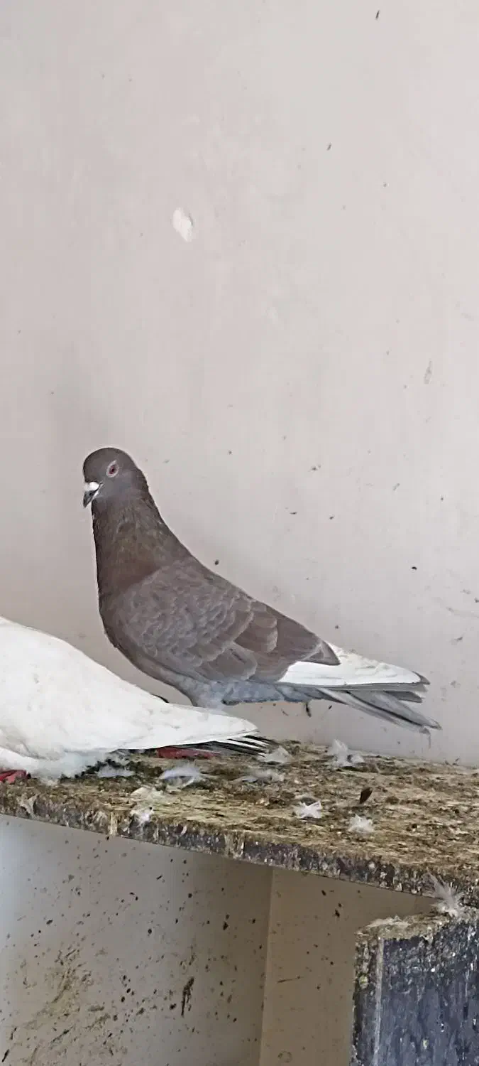 کبوتر پلاکی و دورگه|پرنده|هشتگرد, فاز ۷ مهستان|دیوار