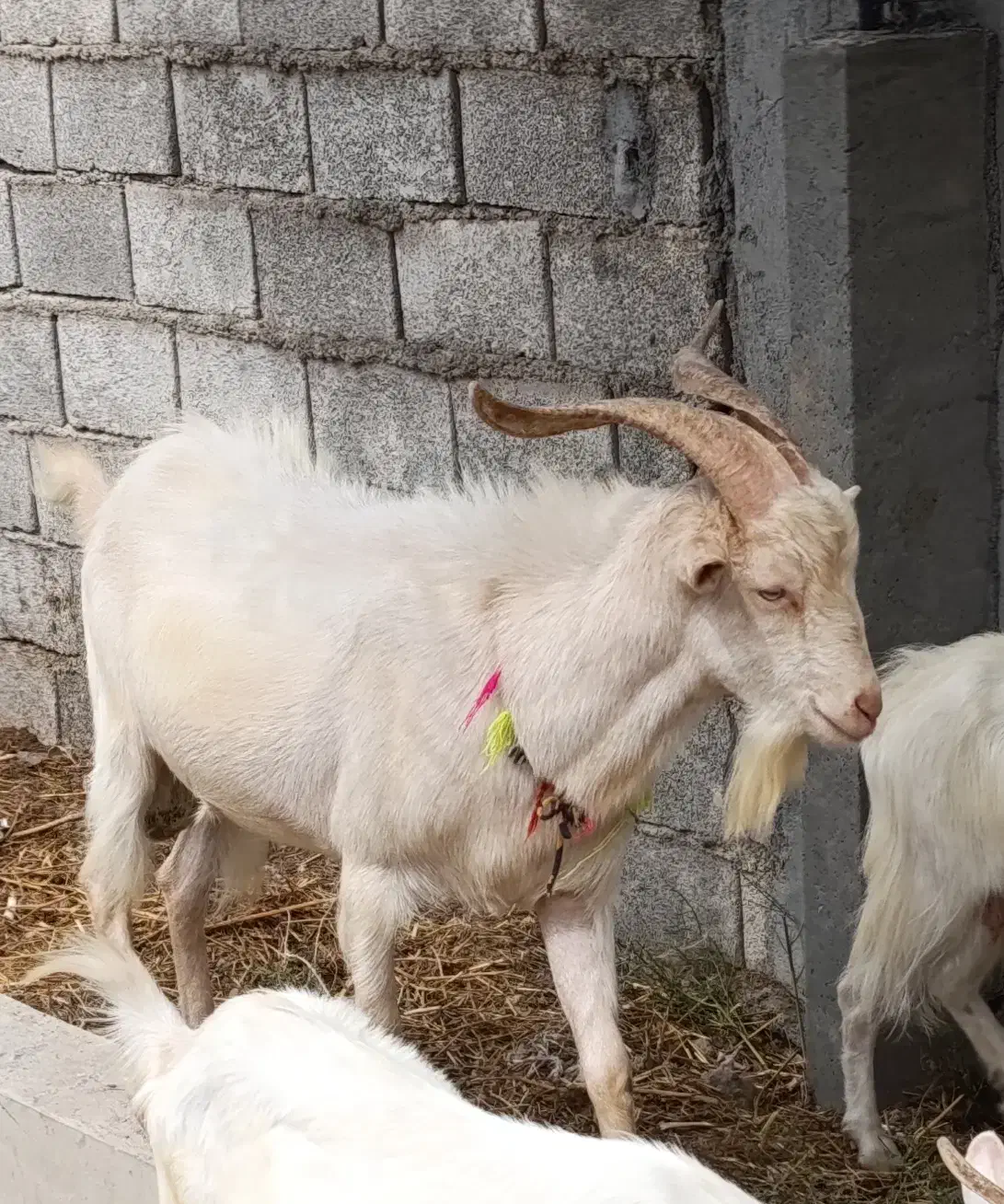 تکه بز سانن نر با بره گوسفند بزغاله|حیوانات مزرعه|آق قلا, |دیوار
