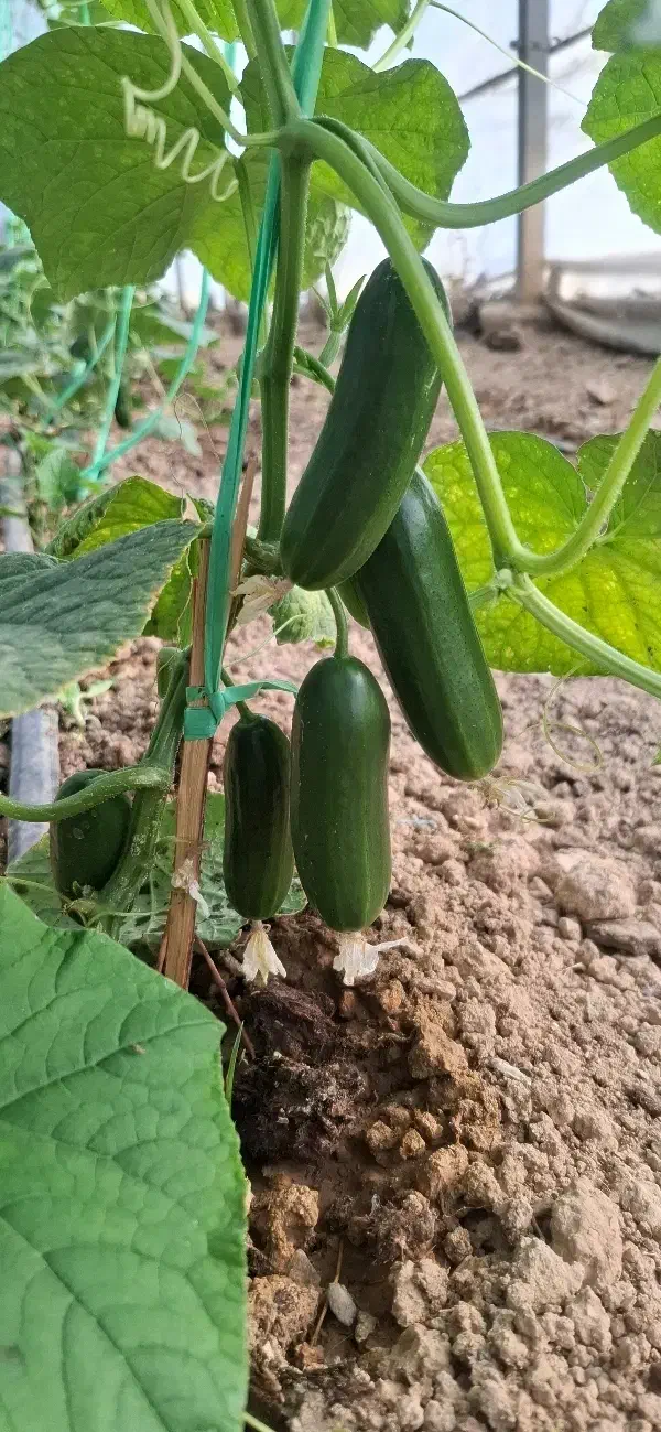 کارگر گلخانه|خدمات باغبانی و درختکاری|نجف‌آباد, جوزدان|دیوار