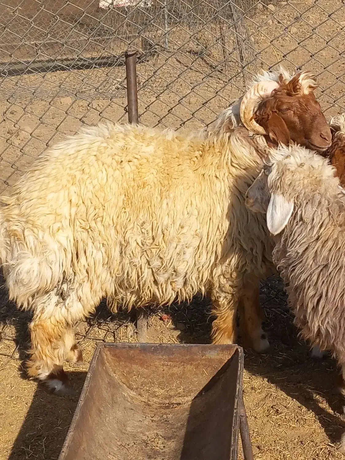 بره قورچ داشتی|حیوانات مزرعه|فیروزآباد (لرستان), |دیوار