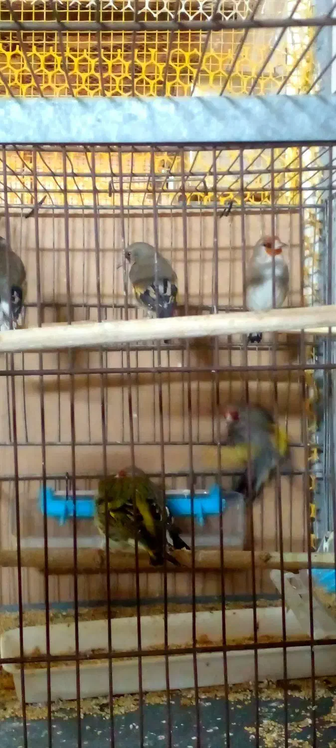 پرنده سهره|پرنده|قم, نخودی|دیوار