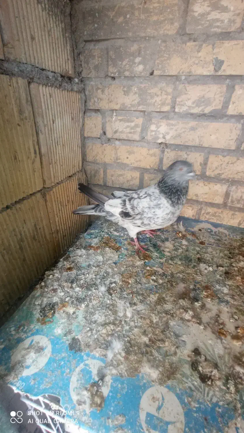 کبوتر|پرنده|بندر امام خمینی, |دیوار