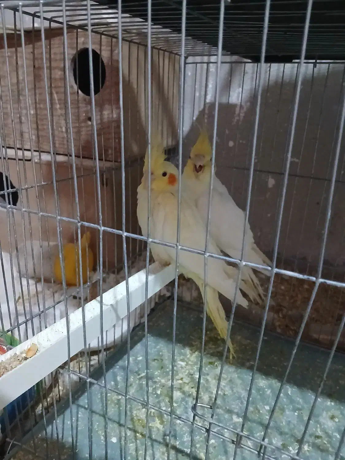 عروس هلندی|پرنده|بومهن, |دیوار