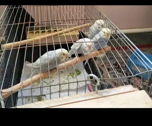 مرغ عشق عشق|پرنده|ابهر, |دیوار