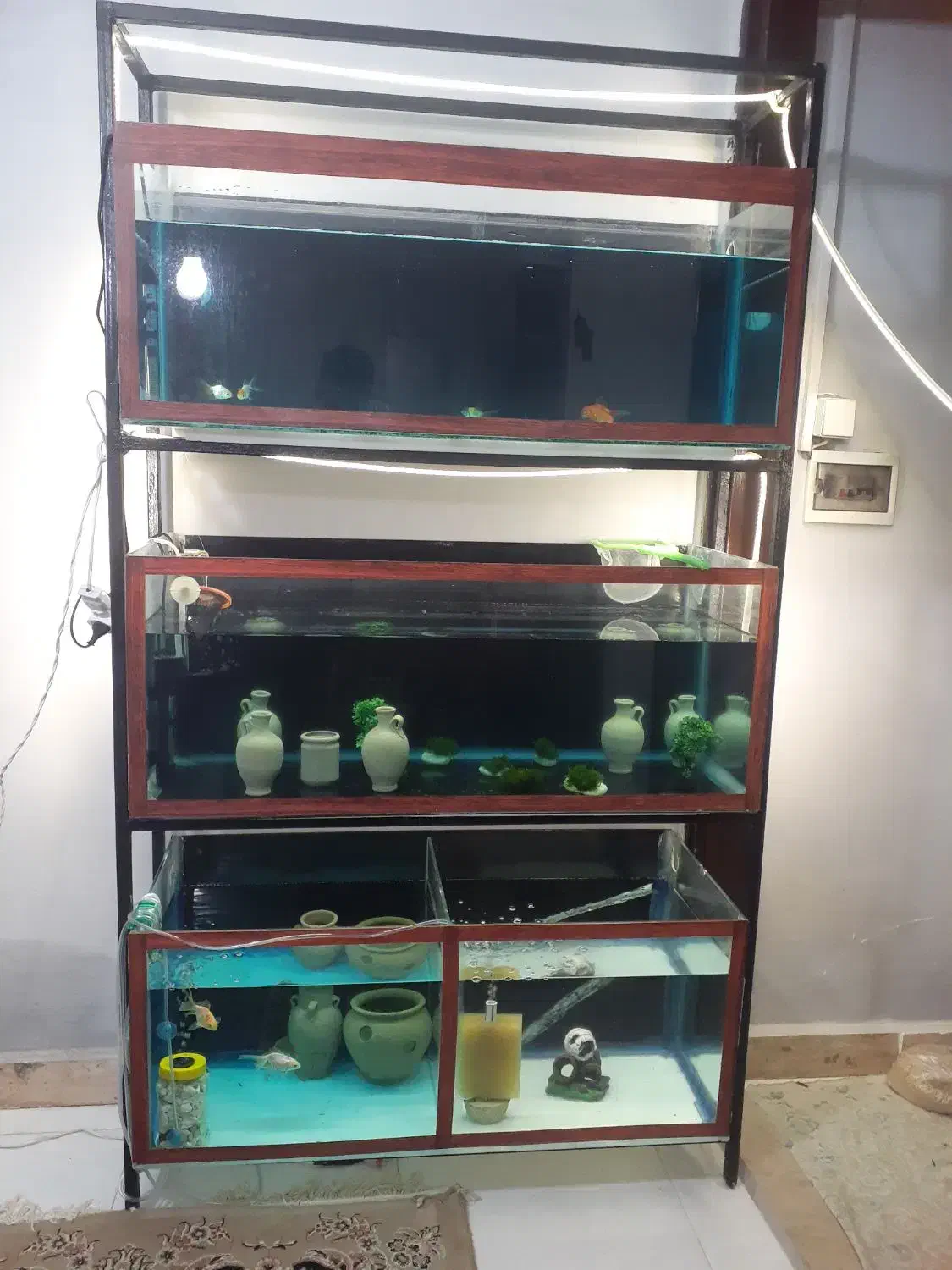 اکواریوم وکلی وسایل|ماهی|ماهدشت, |دیوار