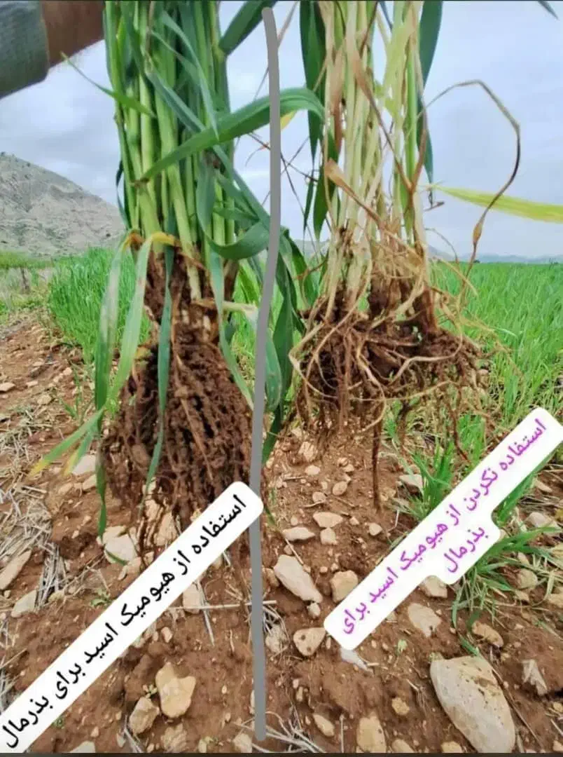 بذرمال|گل و گیاه طبیعی|بیجار, |دیوار