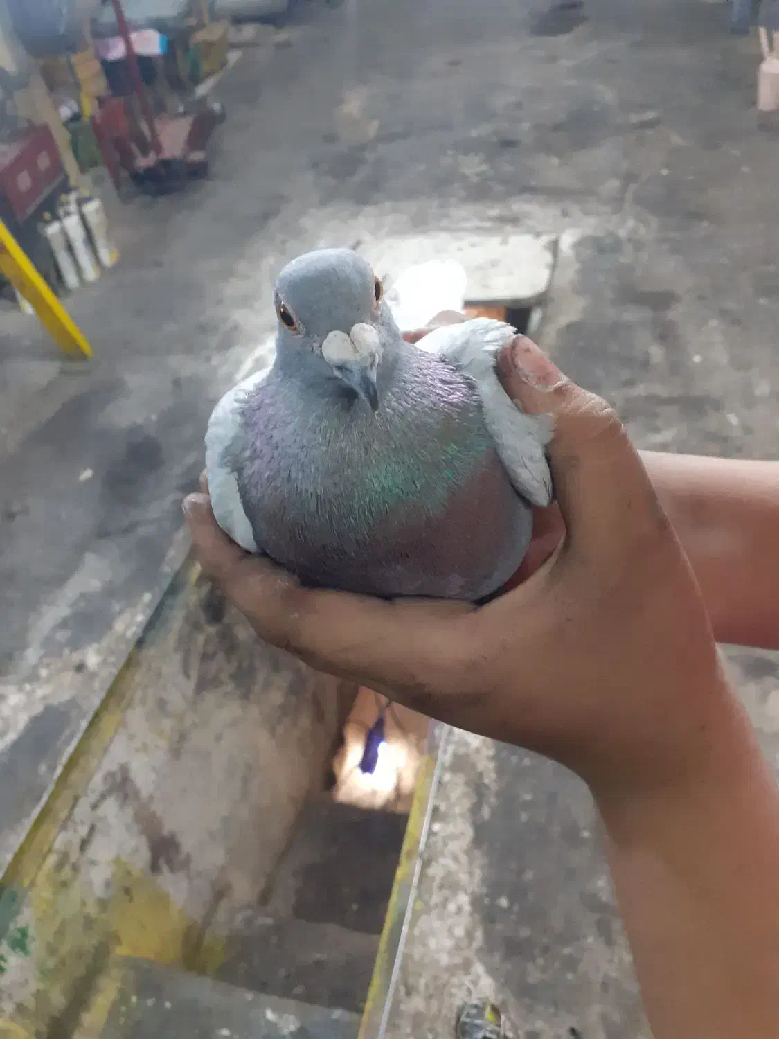 ۶تاکفتر به علت نبودن جامی فروشم|پرنده|اسلامشهر, شهرک محمدیه|دیوار