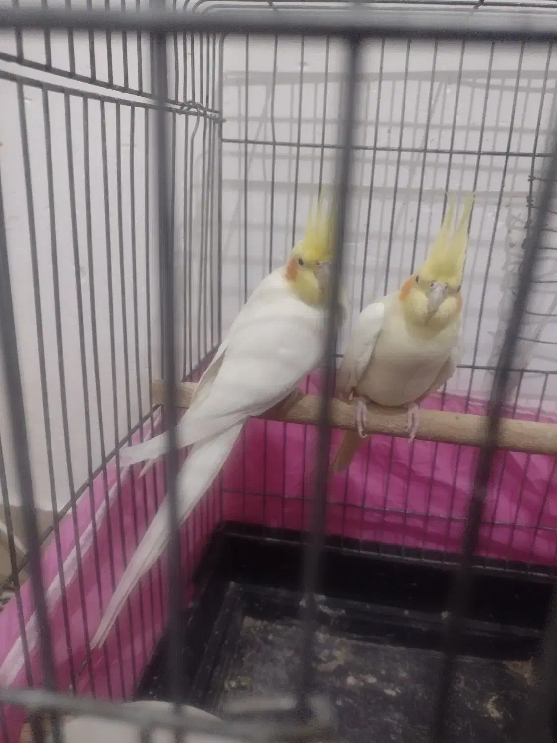 یک جفت عروس هلندی صددرصد مولد تضمینی 4 تخم|پرنده|بومهن, |دیوار