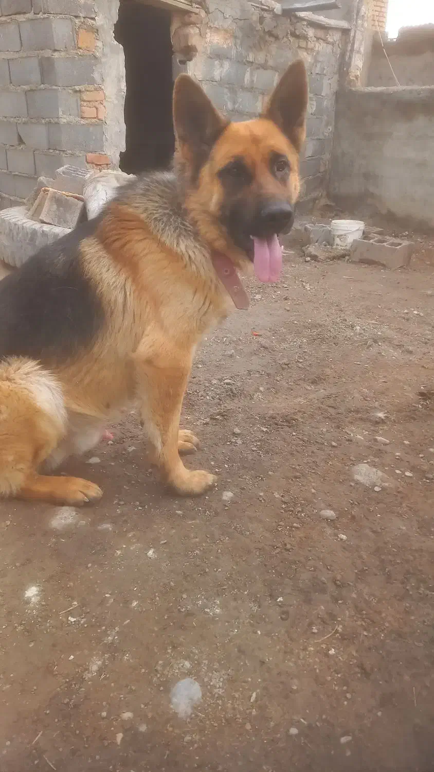 سگ ژرمن اصیل|سگ|شیروان (خراسان), |دیوار