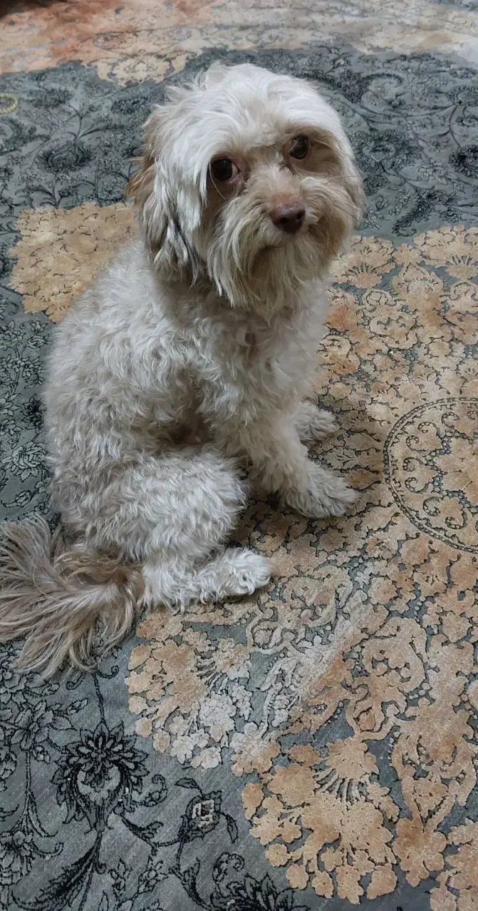 سگ پودل تریر|سگ|کرج, گوهردشت|دیوار