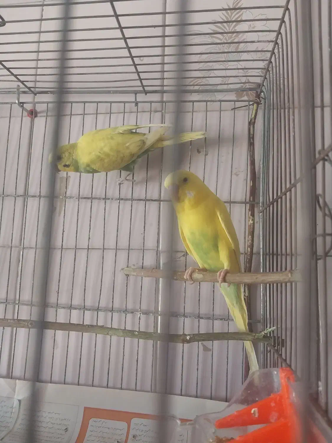 یک عدد مرغ عشق گمشده|حیوانات|مشگین شهر, |دیوار