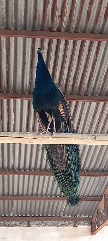 طاووس|پرنده|آران و بیدگل, |دیوار