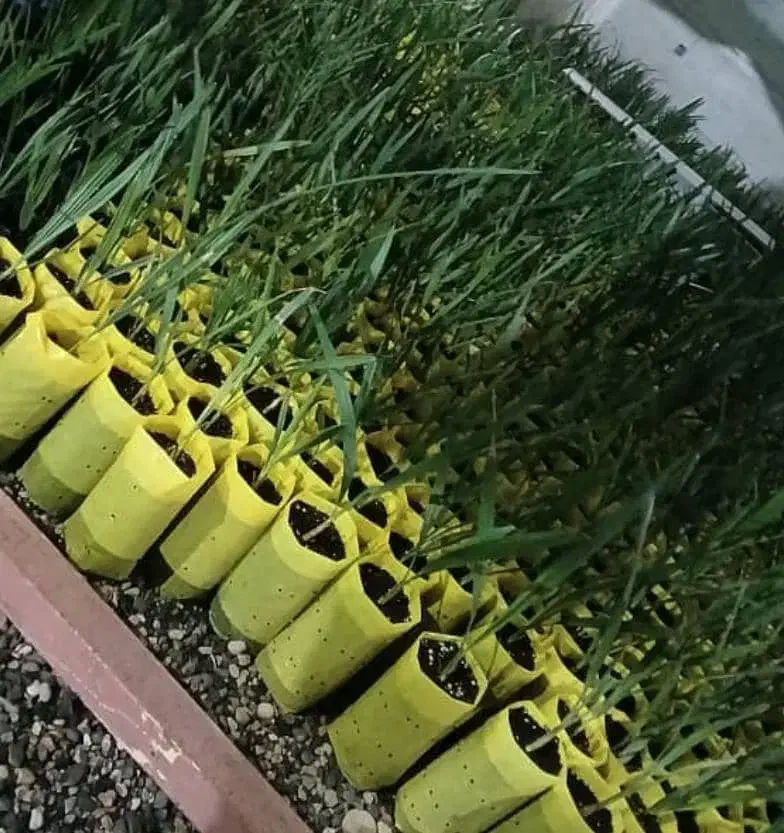 مجهول کش بافت عمانی اصل|خدمات باغبانی و درختکاری|کهنوج, |دیوار