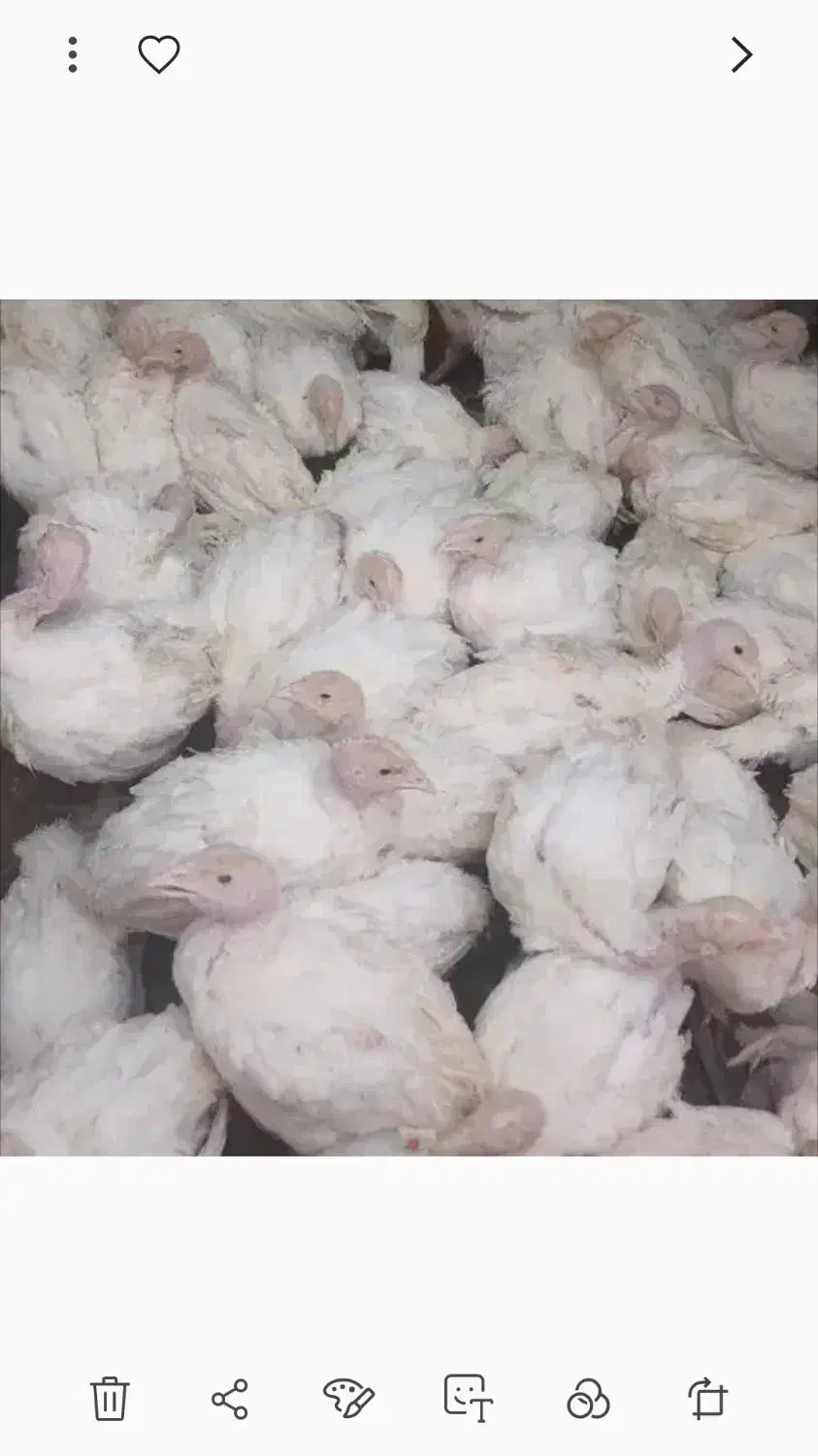 کود بوقلمون ۲۰۰۰|خدمات باغبانی و درختکاری|تالش, جوکندان|دیوار