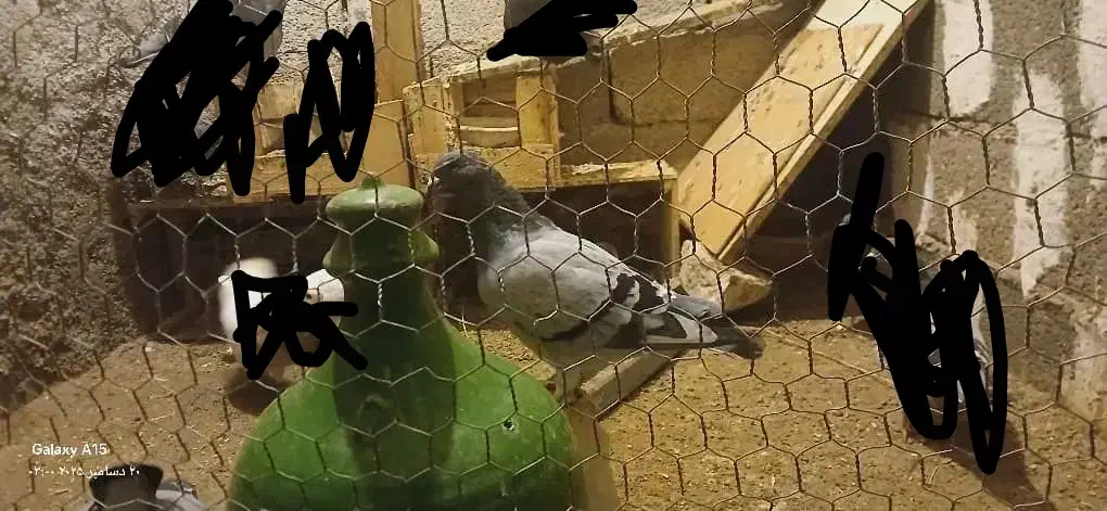 سلام 3تا کبوتر نر|پرنده|برازجان, |دیوار