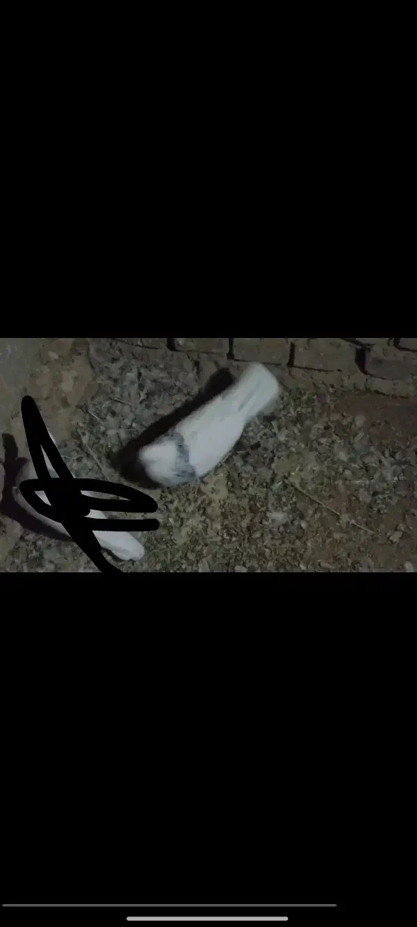 طوق‌الماسی‌نر|پرنده|طبس, |دیوار