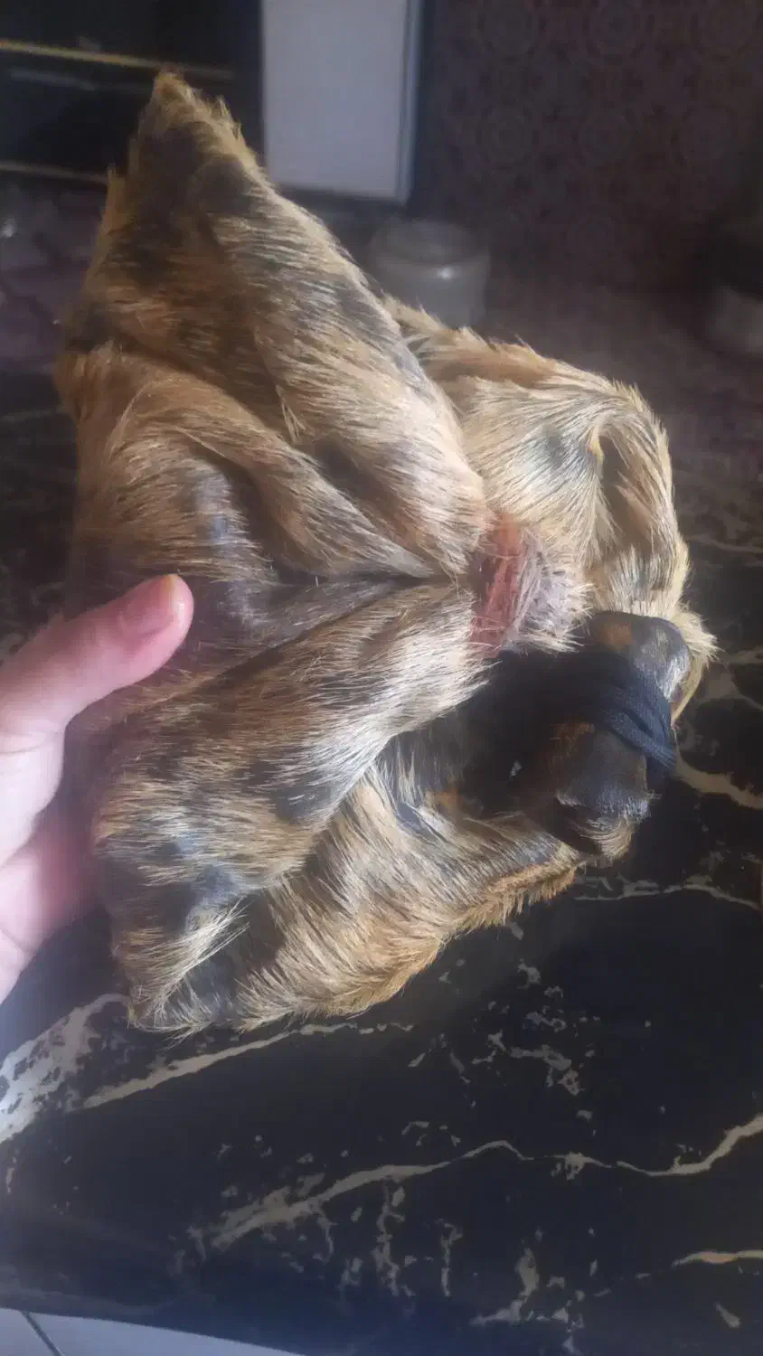 هیزه جای روغن|ظروف نگهدارنده، پلاستیکی، یک‌بارمصرف|دورود, |دیوار