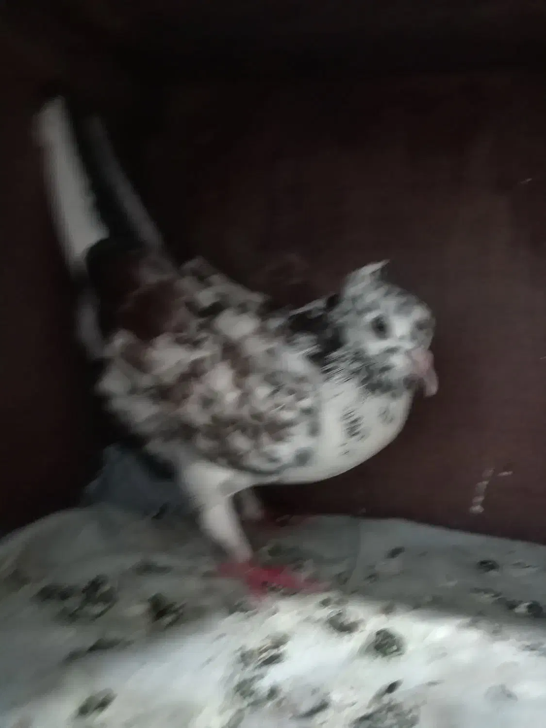 کفتر پرشی کبوتر|پرنده|علی‌آباد کتول, |دیوار