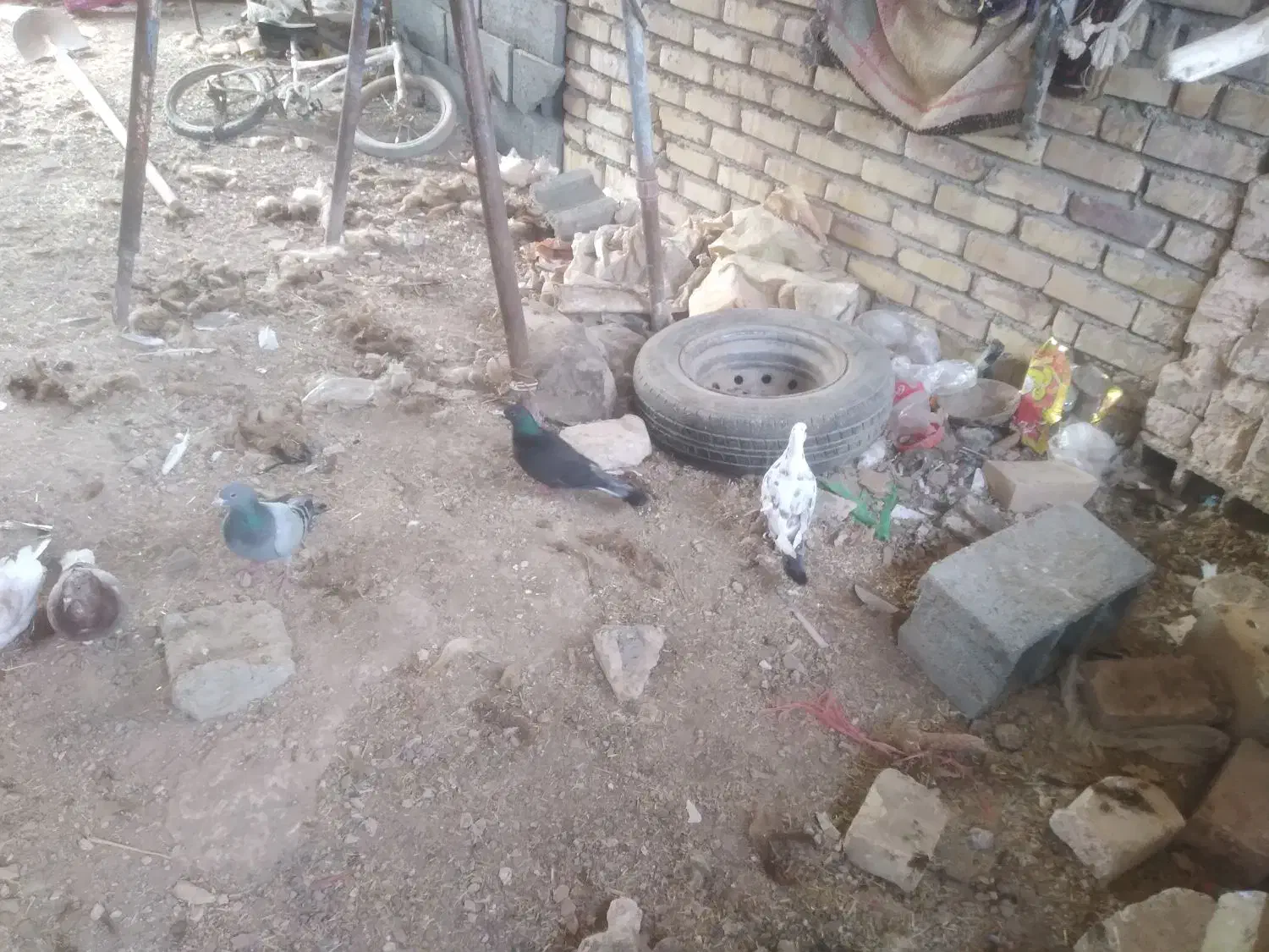 کبوتر سبز.سفید.اوگن.زاغ.سار|پرنده|جغتای, |دیوار