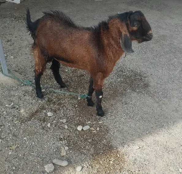 کهره نر سرحال|حیوانات مزرعه|میناب, |دیوار