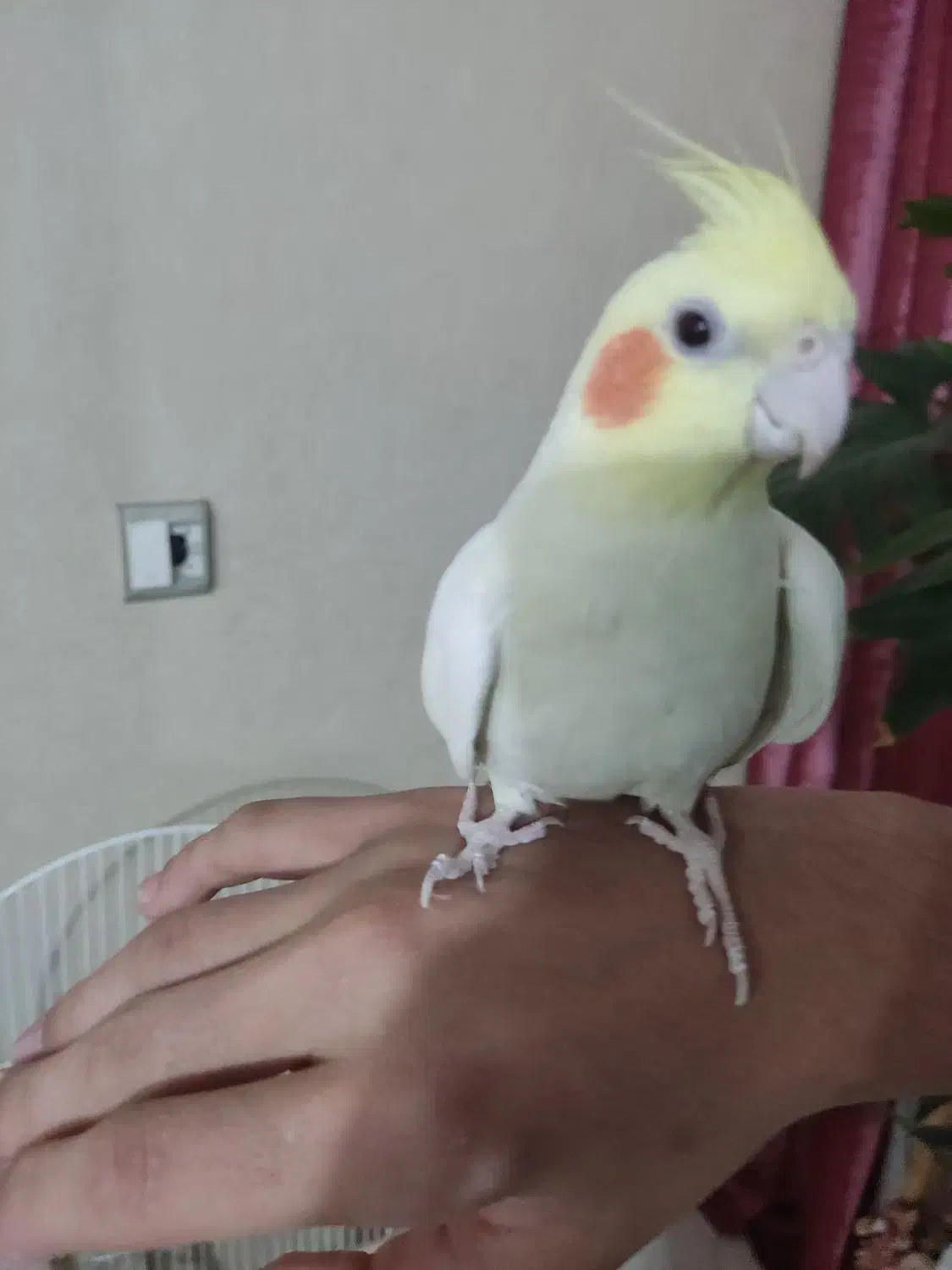 عروس هلندی|پرنده|قدس, شهر‌قدس|دیوار