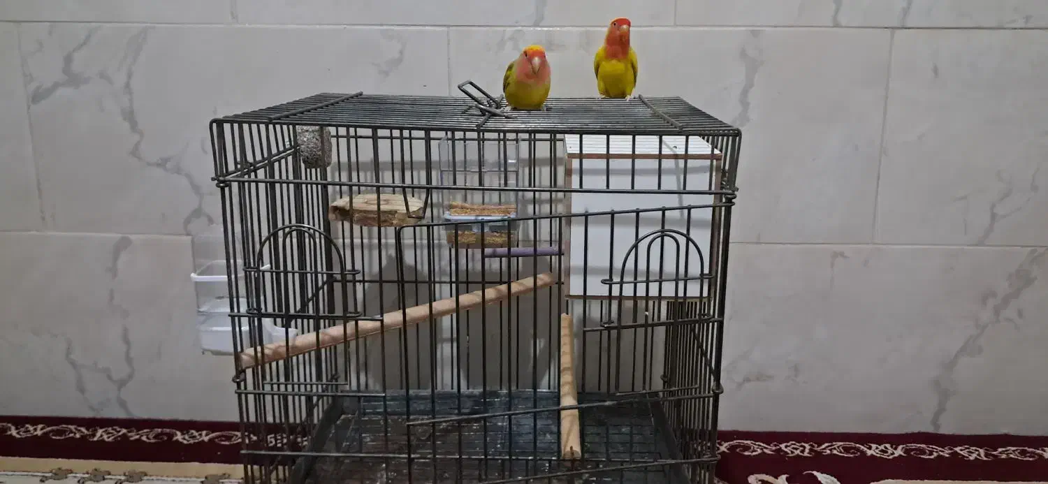 طوطی کوتوله|پرنده|قدس, شهر‌قدس|دیوار