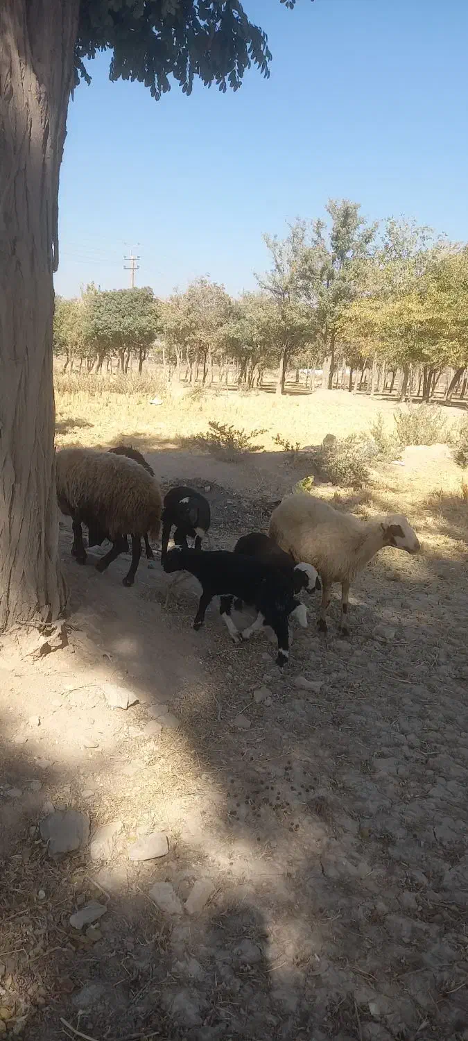 سه میش و سه بره|حیوانات مزرعه|دورود, |دیوار