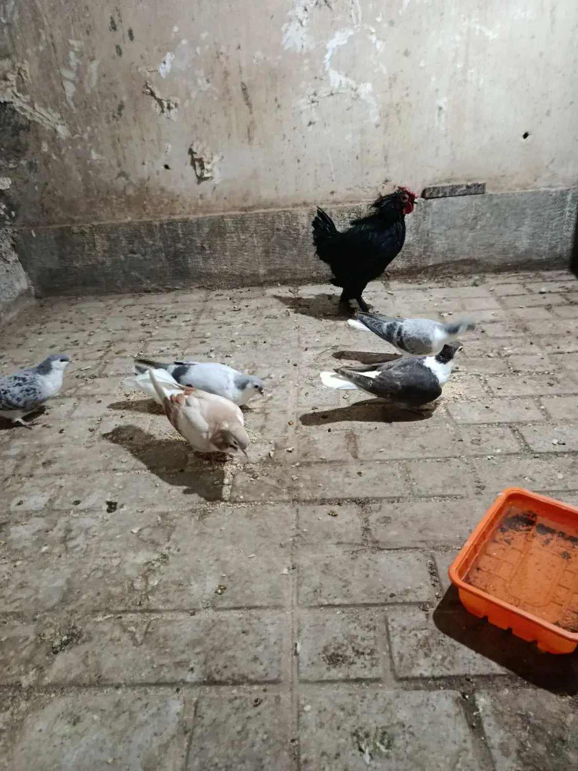 کبوتر|پرنده|بیرجند, |دیوار