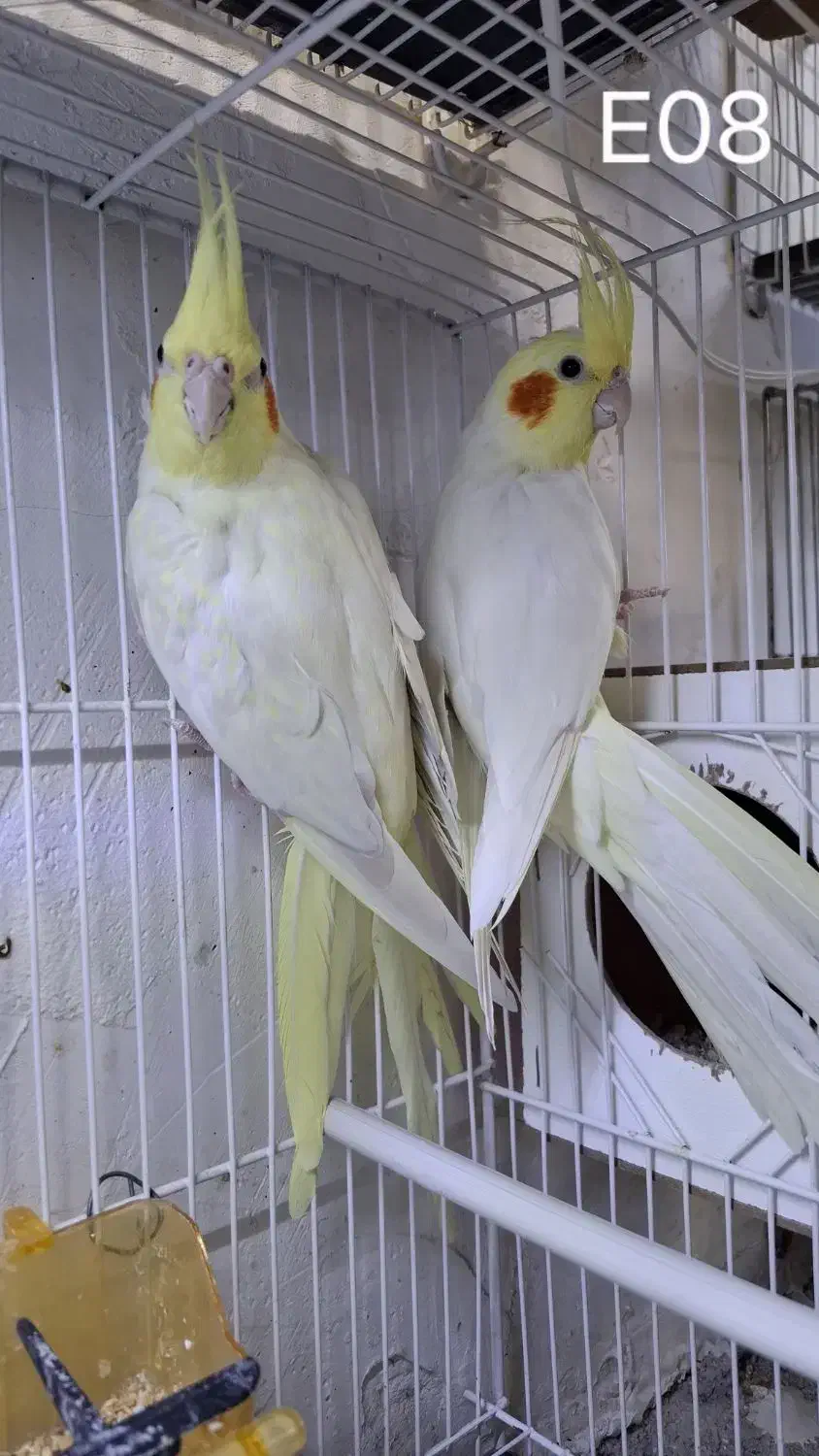 ۳ جفت لوتینو کینگ کار به شرط همه چی|پرنده|تربت جام, جامی|دیوار