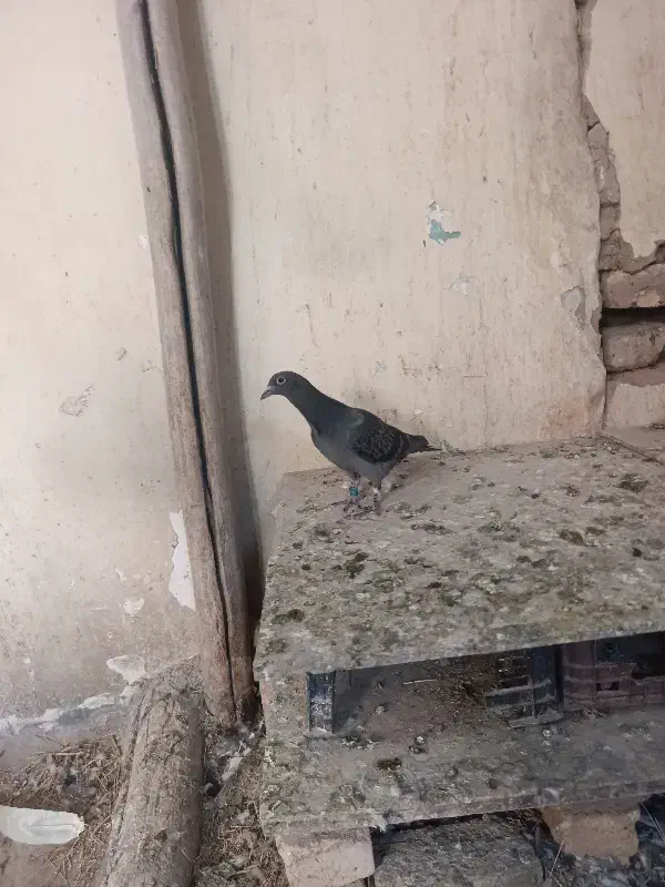 کبوتر پلاکی پدر مادر دار|پرنده|تاکستان, |دیوار