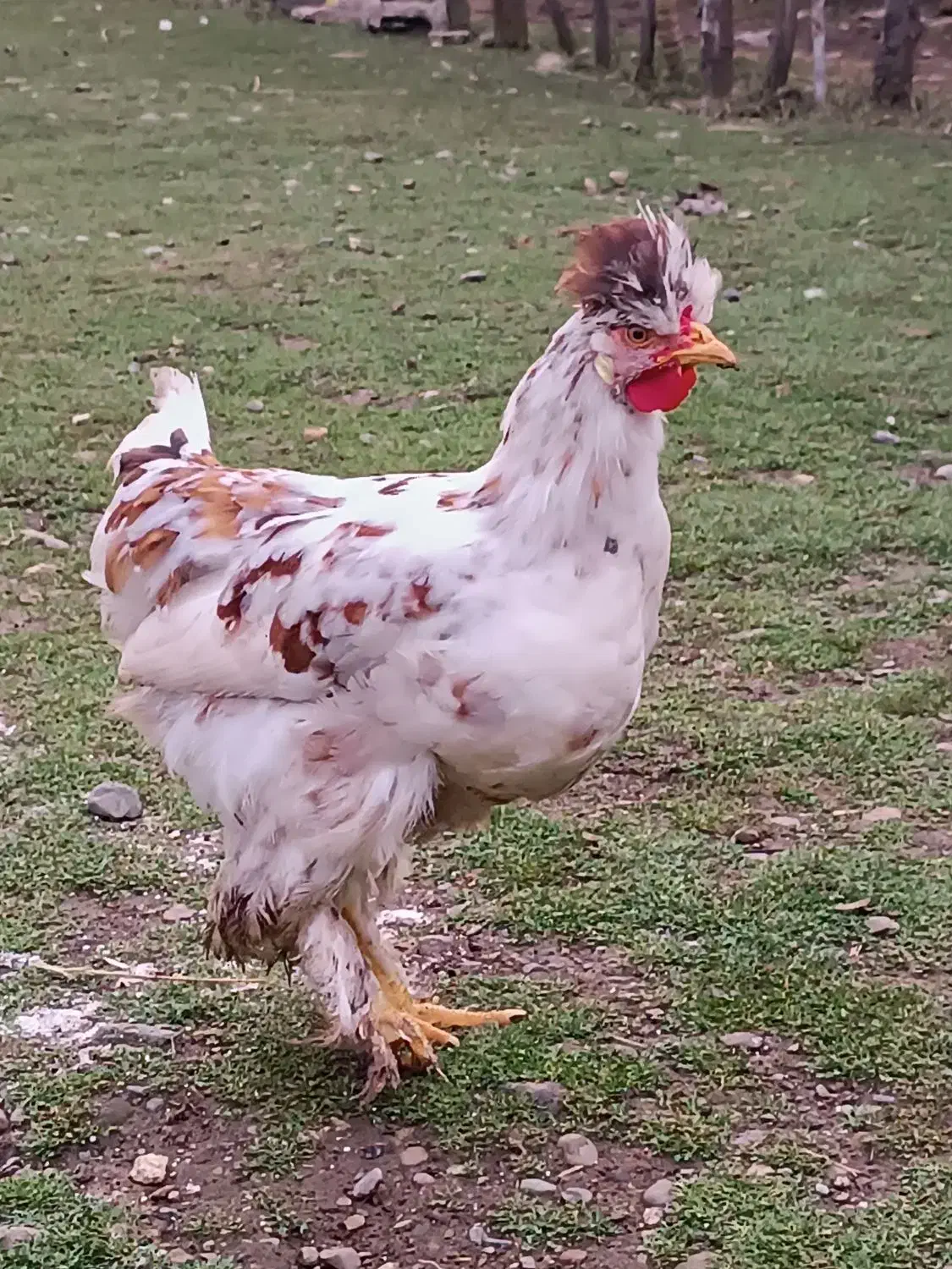 خروس کاکلی ۵ ماهه|حیوانات مزرعه|رشت, قاسمیه|دیوار