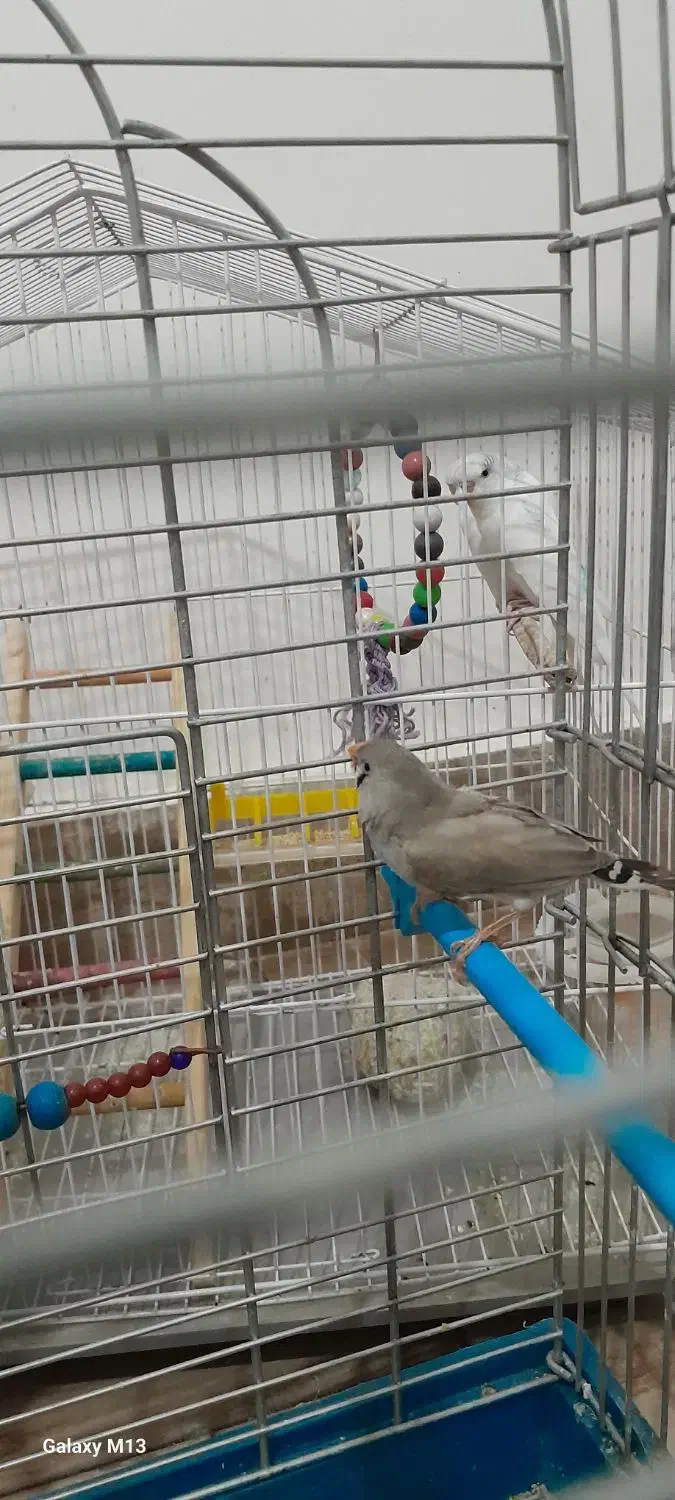 یه جفت طوطی،یه جفت مرغ عشق،یه جفت فنچ|پرنده|کوهدشت, |دیوار