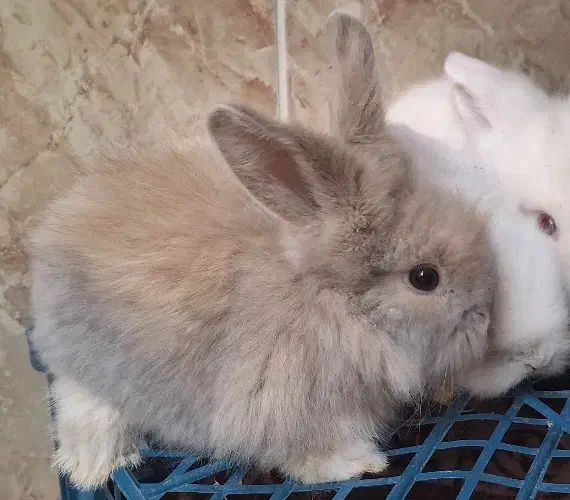 بچه خرگوش لوپ نسکافه‌ای|موش و خرگوش|کرمان, |دیوار