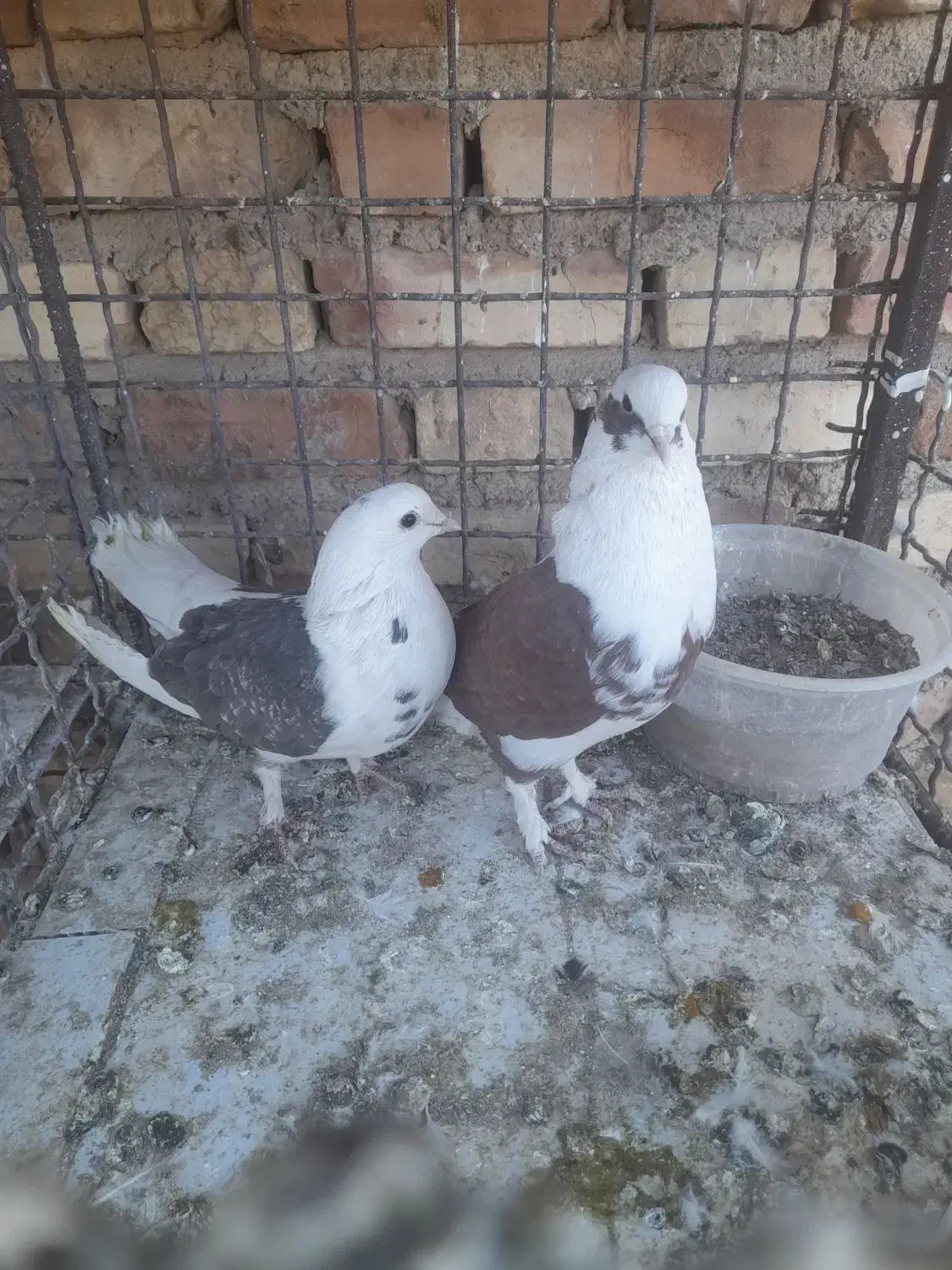 دو جفت کبوتر|پرنده|سیرجان, |دیوار