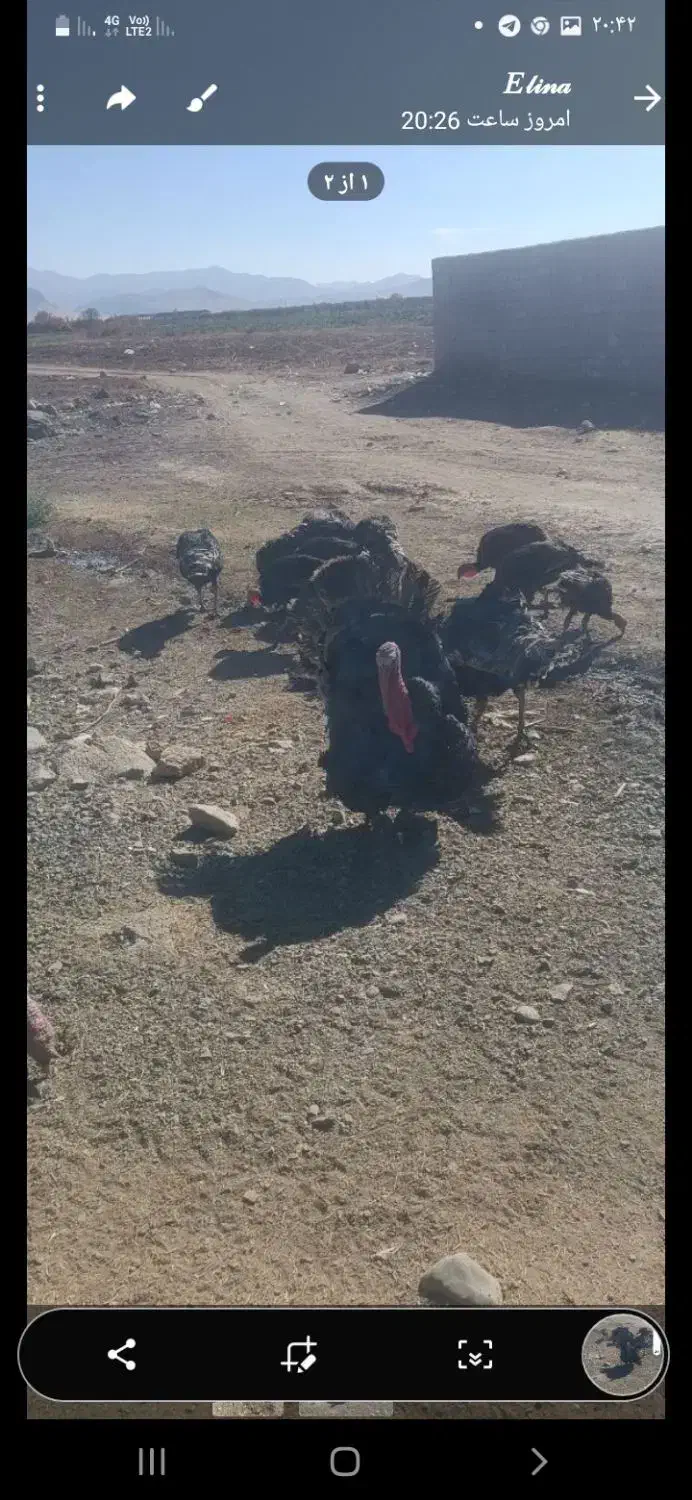 قه لی خومالی|حیوانات مزرعه|لاجان, |دیوار