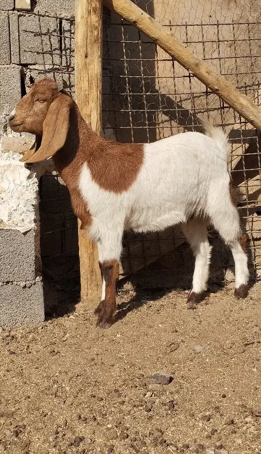 بزغاله پاکستانی دوقل زا|حیوانات مزرعه|هفدر, |دیوار