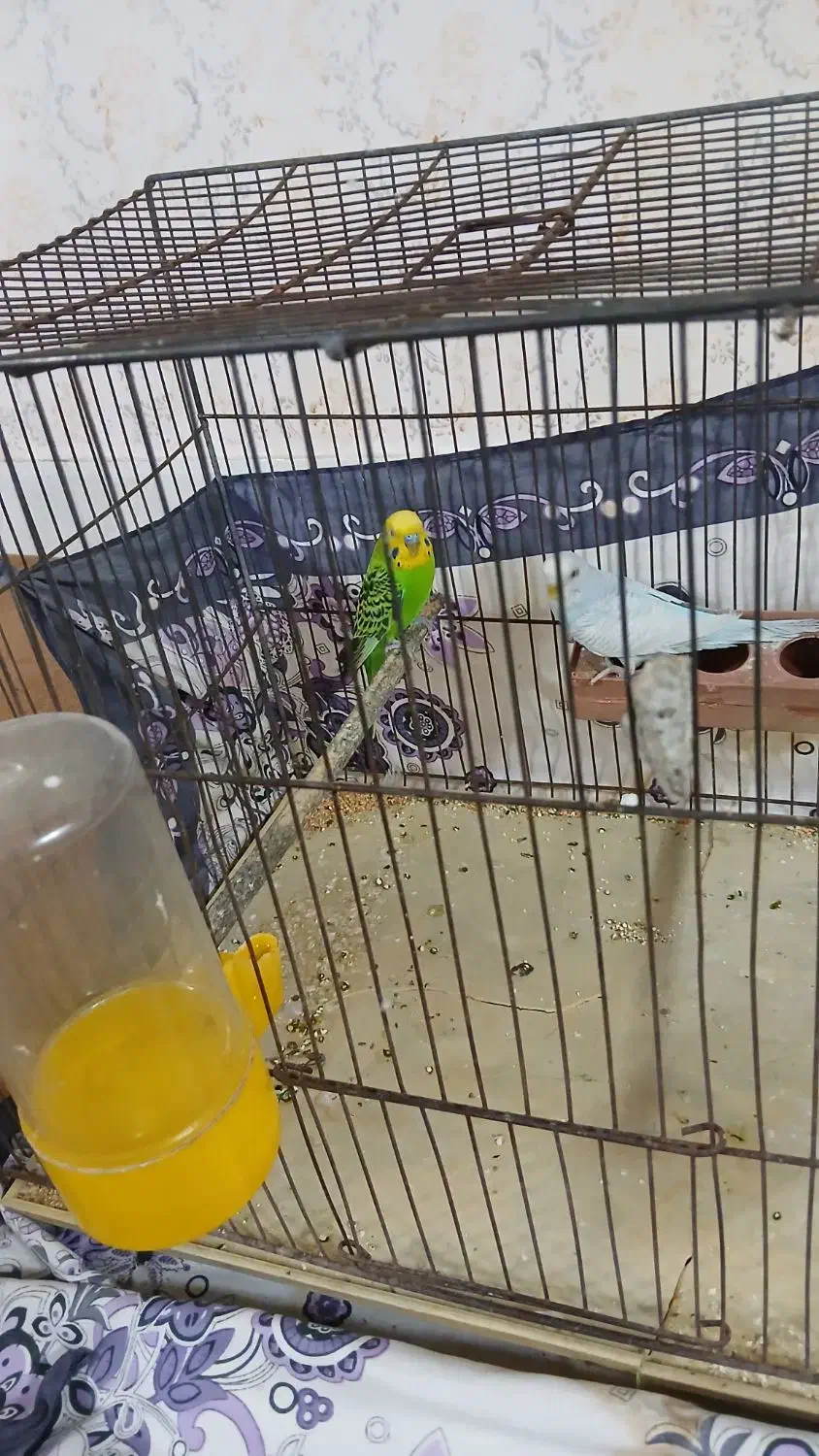 یک جفت مرغ عشق خوش رنگ|پرنده|قم, شهرک فاطمیه|دیوار