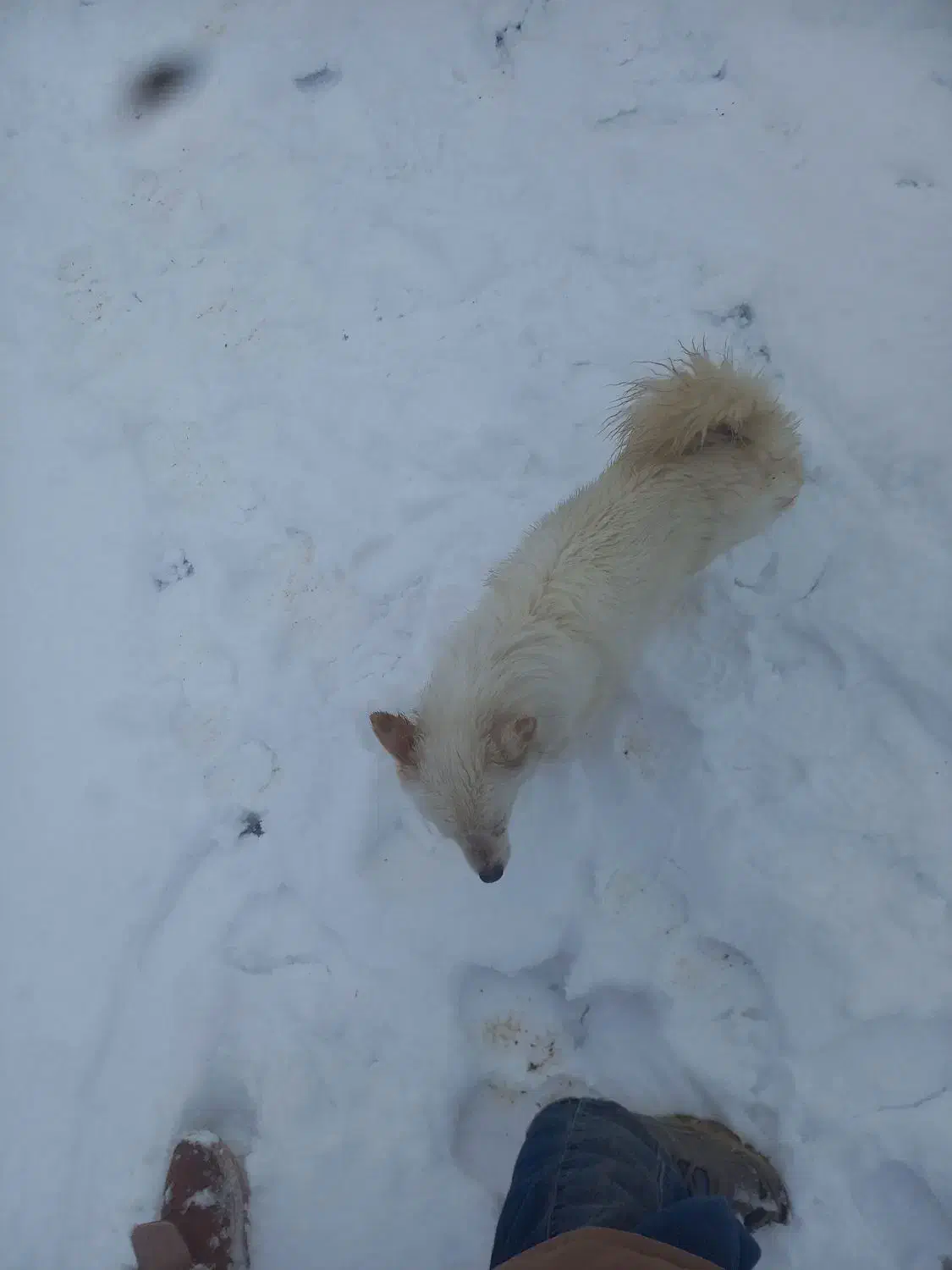 حیوان|سگ|جلگه ماژان, |دیوار