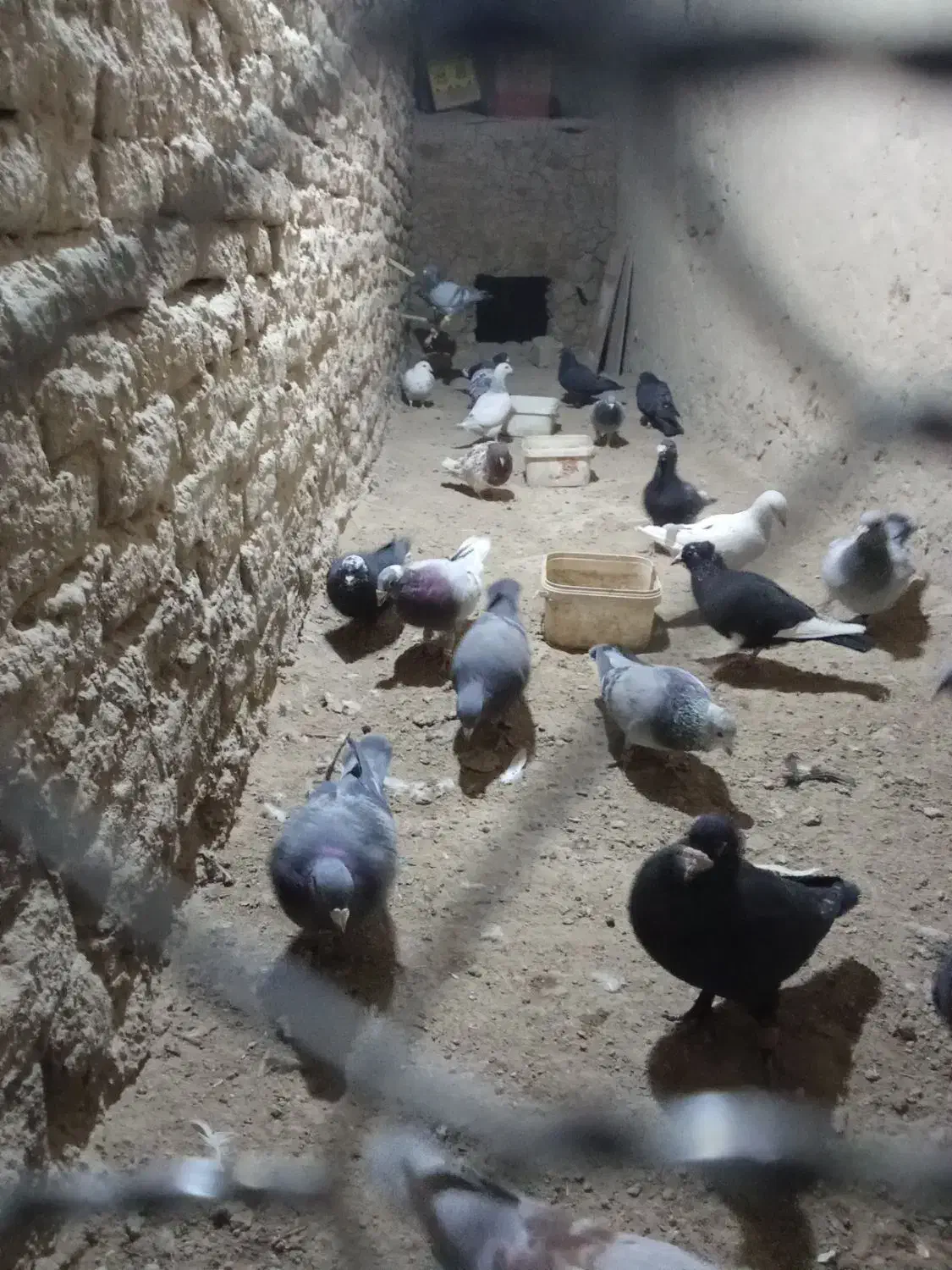 کبوتر نر|پرنده|هامون, |دیوار