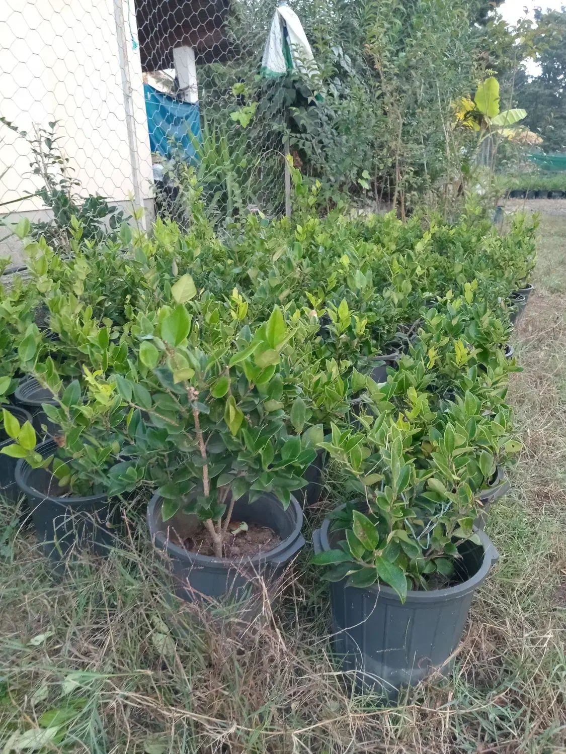 یاس و فتونیا|گل و گیاه طبیعی|کلاچای, |دیوار