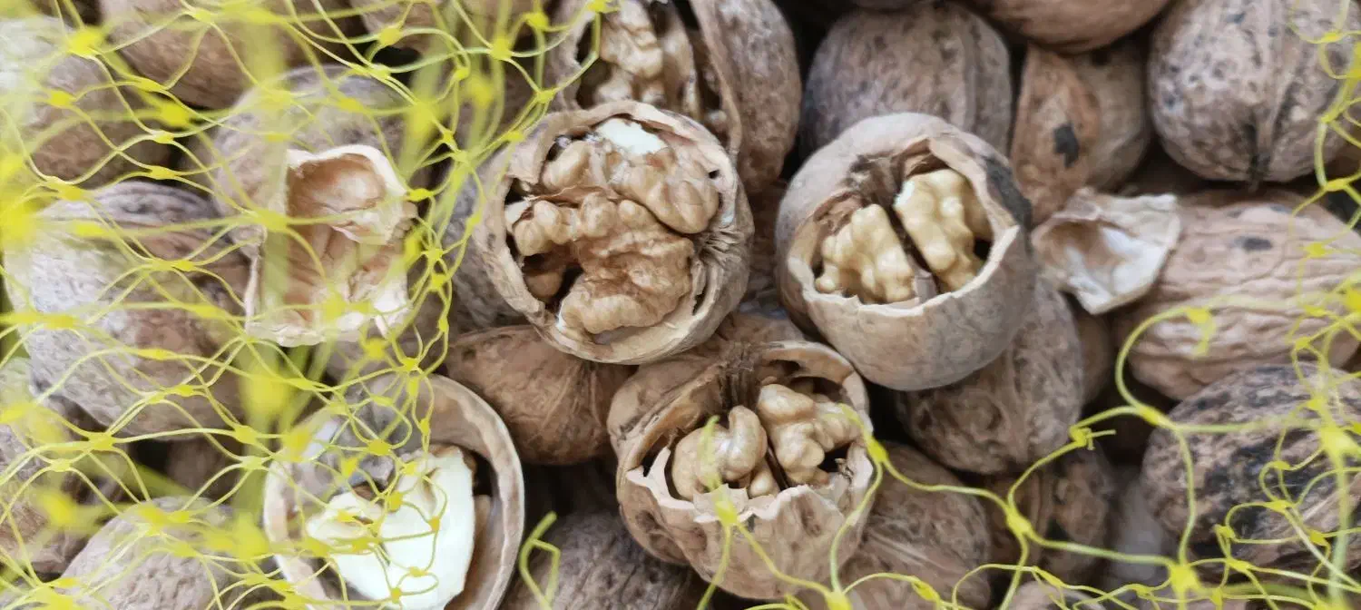 گردو درجه یک کوهستان رابر|خوردنی و آشامیدنی|رابر, |دیوار