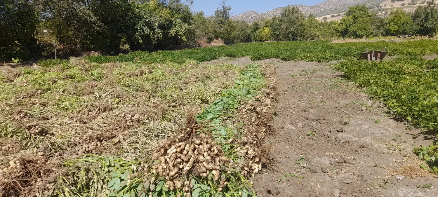 بادام‌زمینی‌ترکیه‌ای‌|عمده‌فروشی|مریوان, |دیوار