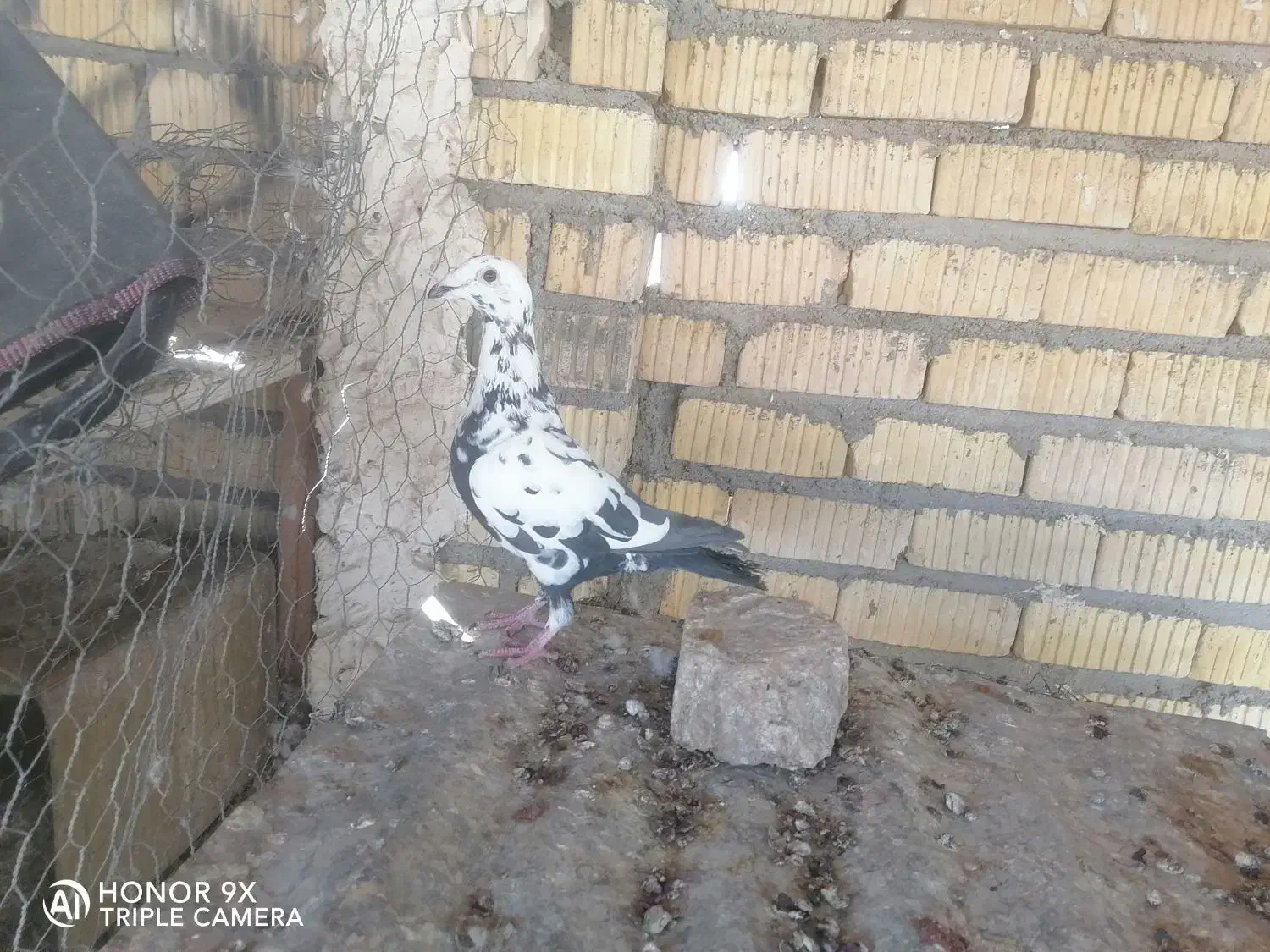 ماده دم سیاه سینه تخت جوان|پرنده|شیراز, زرهی|دیوار